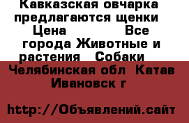 Кавказская овчарка -предлагаются щенки › Цена ­ 20 000 - Все города Животные и растения » Собаки   . Челябинская обл.,Катав-Ивановск г.